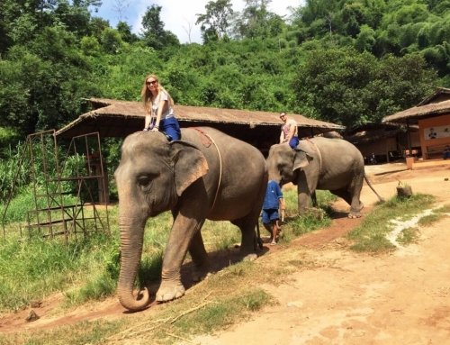 Chiang Rai Honeymoon Walking With Elephants – Anantara Golden Triangle Elephant Camp & Resort