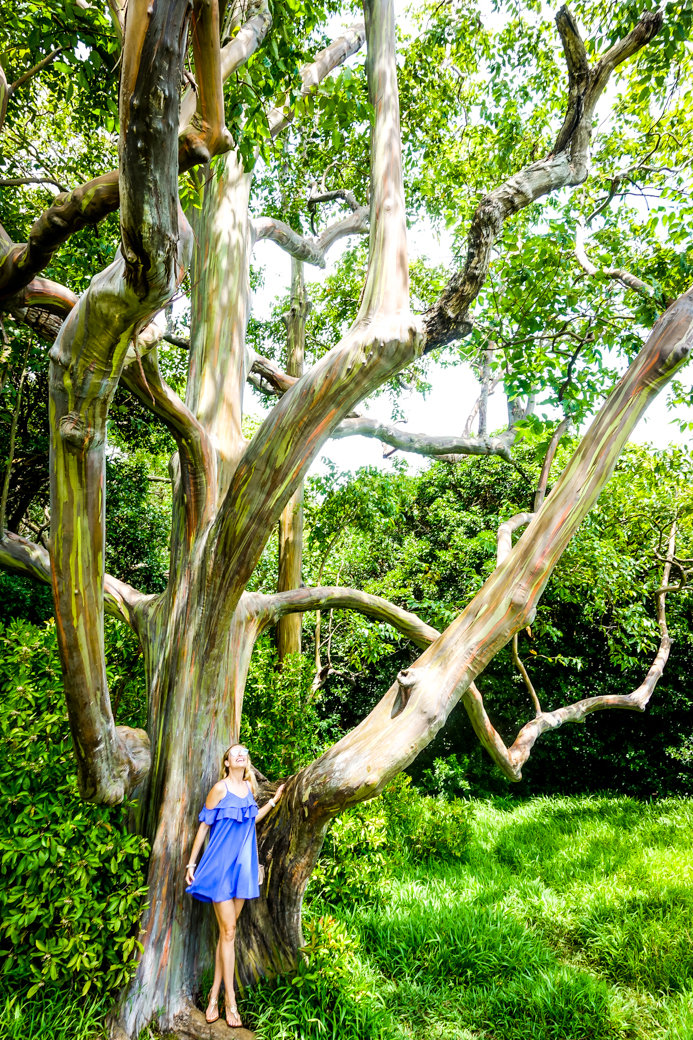 Rainbow Eucalyptus Trees | Driving the Road to Hana | Maui | Hawaii | Bubbly Moments