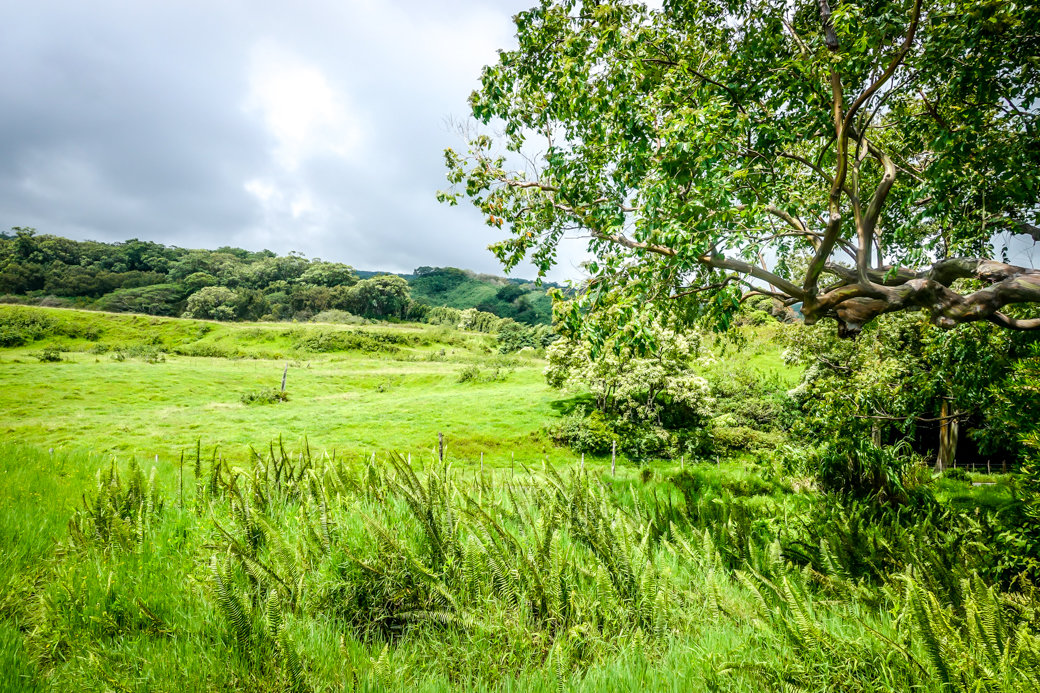 Rainbow Eucalyptus Trees | Driving the Road to Hana | Maui | Hawaii | Bubbly Moments