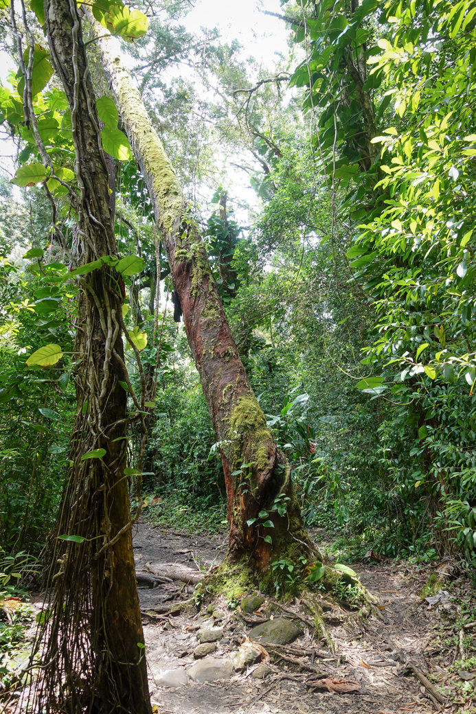 Waikamoi Ridge Trail | Driving the Road to Hana | Maui | Hawaii | Bubbly Moments