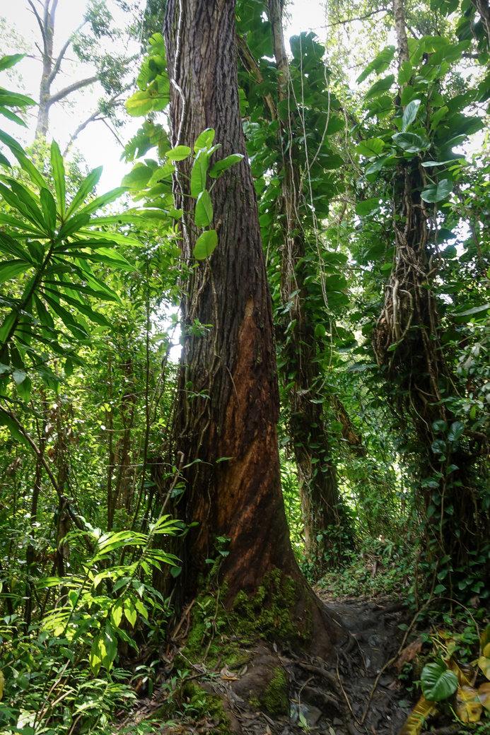 Waikamoi Ridge Trail | Driving the Road to Hana | Maui | Hawaii | Bubbly Moments