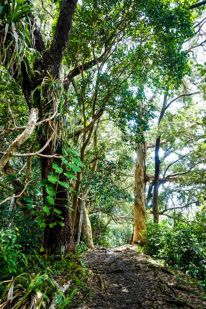 Waikamoi Ridge Trail | Driving the Road to Hana | Maui | Hawaii | Bubbly Moments