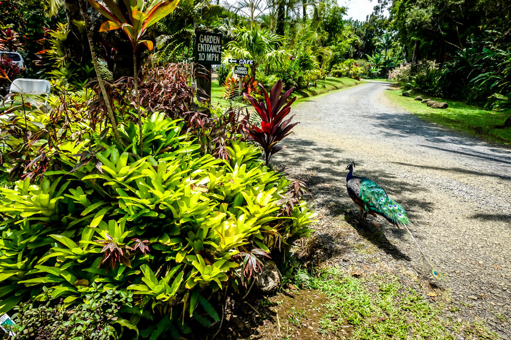 Garden of Eden Arboretum | Driving the Road to Hana | Maui | Hawaii | Bubbly Moments