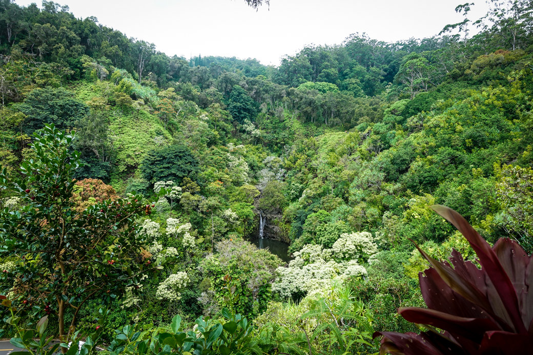 Garden of Eden Arboretum | Driving the Road to Hana | Maui | Hawaii | Bubbly Moments