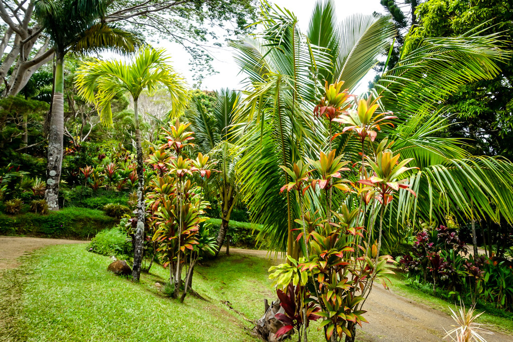 Garden of Eden Arboretum | Driving the Road to Hana | Maui | Hawaii | Bubbly Moments