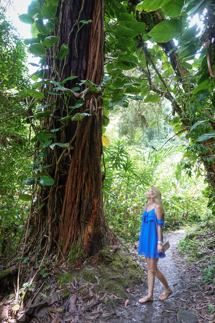 Waikamoi Ridge Trail | Driving the Road to Hana | Maui | Hawaii | Bubbly Moments