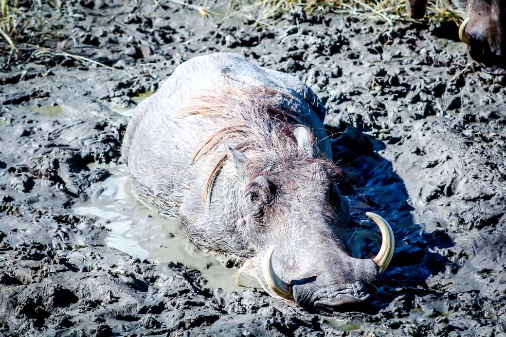 Botswana Okavango Delta Safari | Sanctuary Baines' Camp | Travel | Africa | Safari | Bubbly Moments