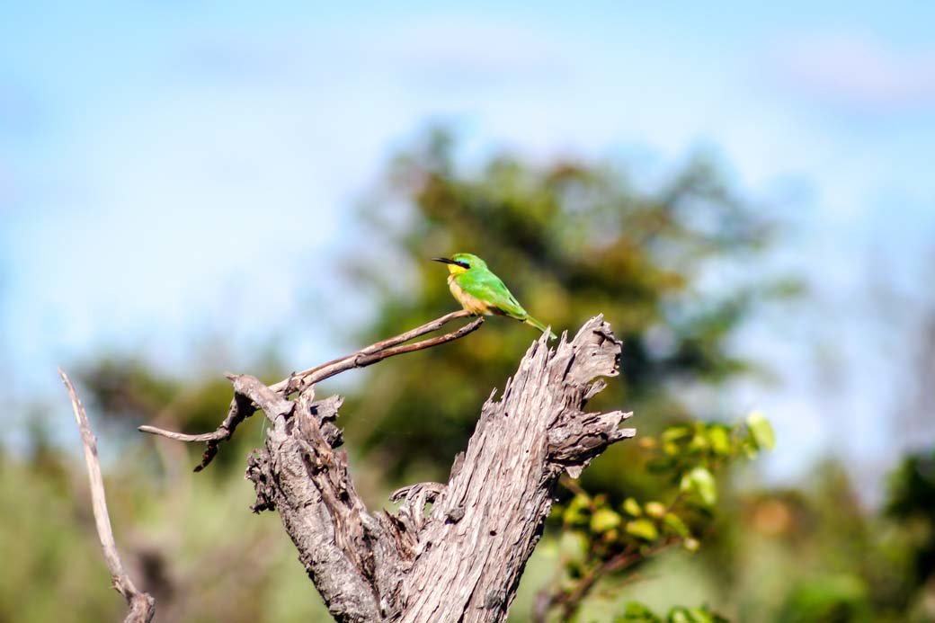 Botswana Okavango Delta Safari | Sanctuary Baines' Camp | Travel | Africa | Safari | Bubbly Moments