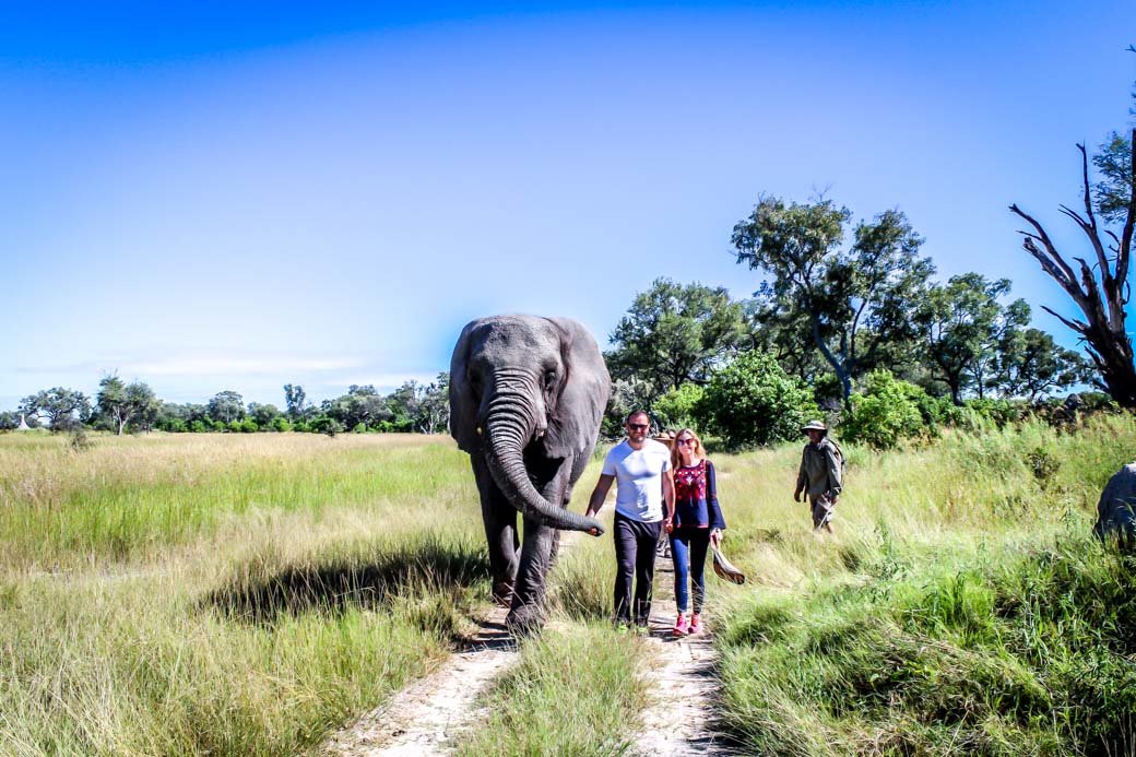 Botswana Okavango Delta Safari | Sanctuary Baines' Camp | Travel | Africa | Safari | Bubbly Moments