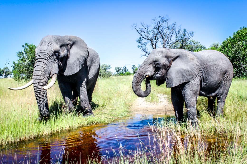 Botswana Okavango Delta Safari | Sanctuary Baines Camp | Travel | Africa | Safari | Bubbly Moments