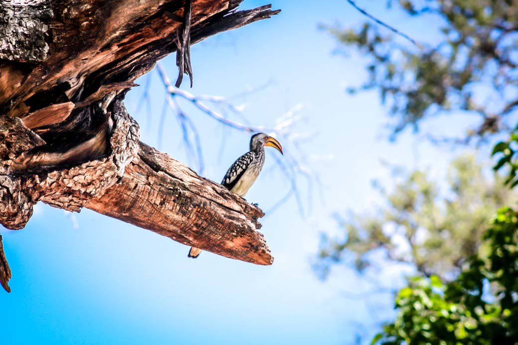 Botswana Okavango Delta Safari | Sanctuary Baines Camp | Travel | Africa | Safari | Bubbly Moments