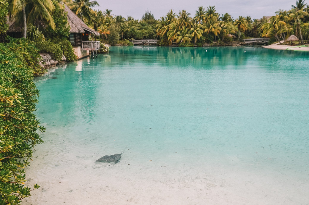 Dazzling Bora Bora | French Polynesia | Blue Lagoon | Paradise | Four Seasons Bora Bora | Tahiti | Island | Overwater Bungalow | Travel | Travel Photography | Bubbly Moments