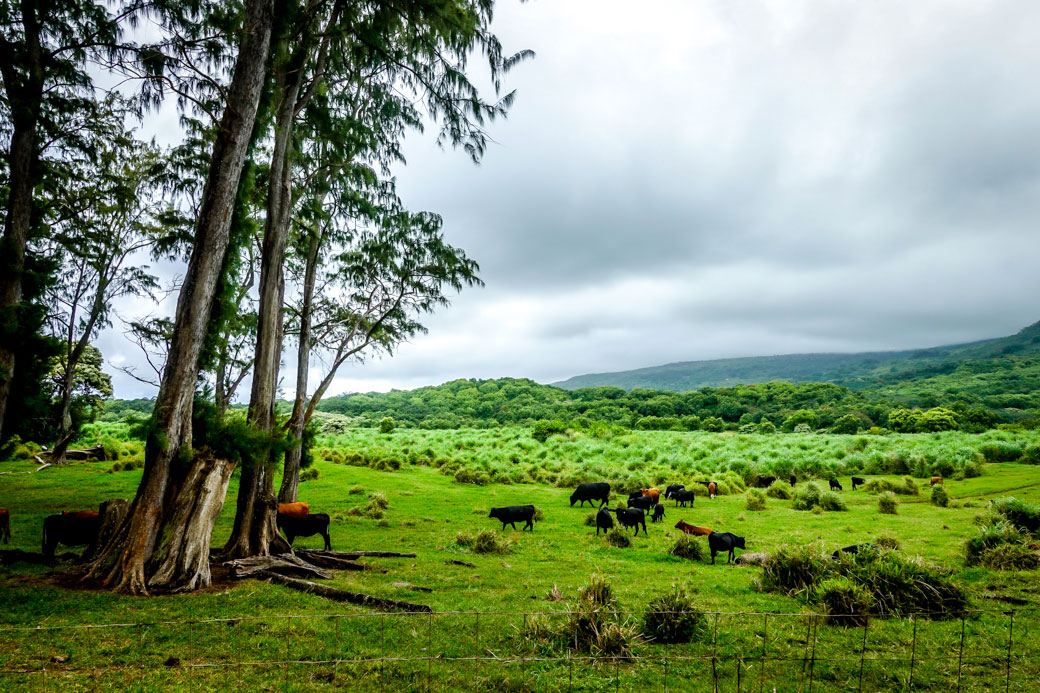 Best Time to Visit Maui, Things to Discover in Maui, What to Eat in Maui, Places to visit in Maui | Travel Guide | Hawaii | Bubbly Moments