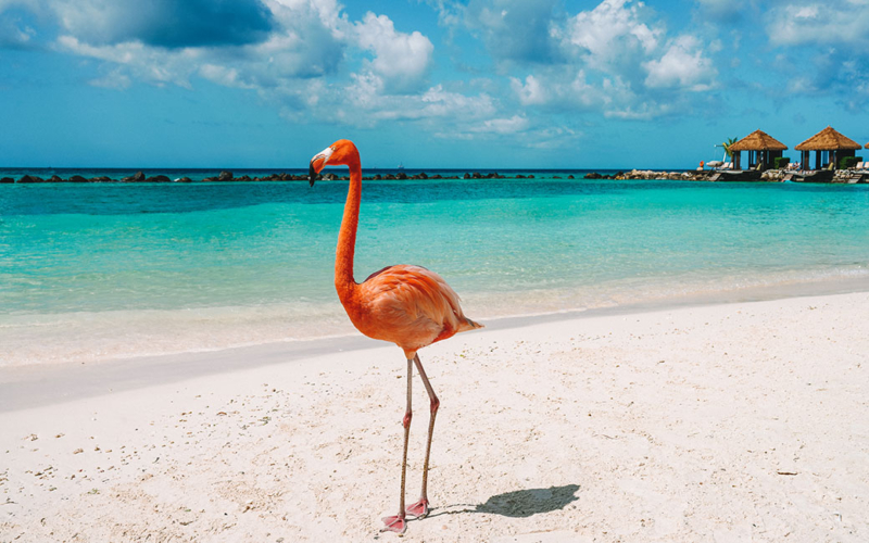 Visiting Flamingo Beach: A Magical Aruba Moment