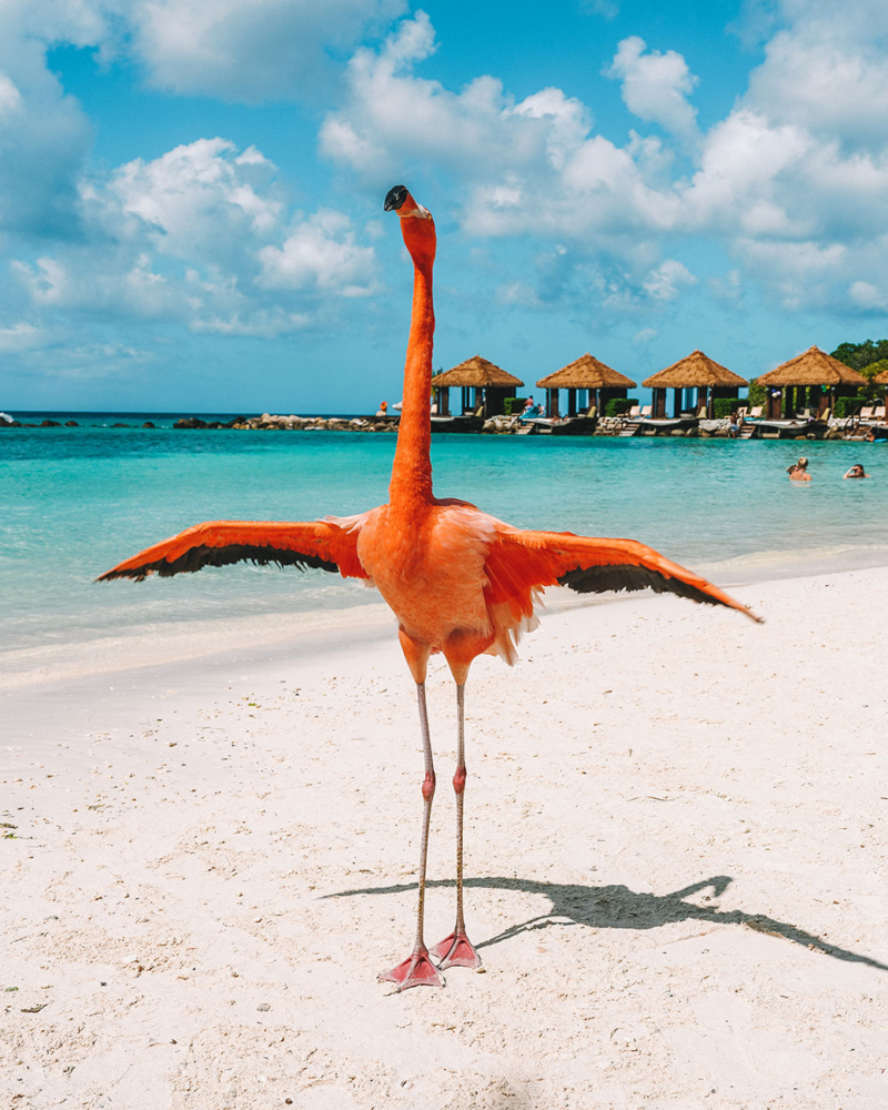 flamingo beach aruba