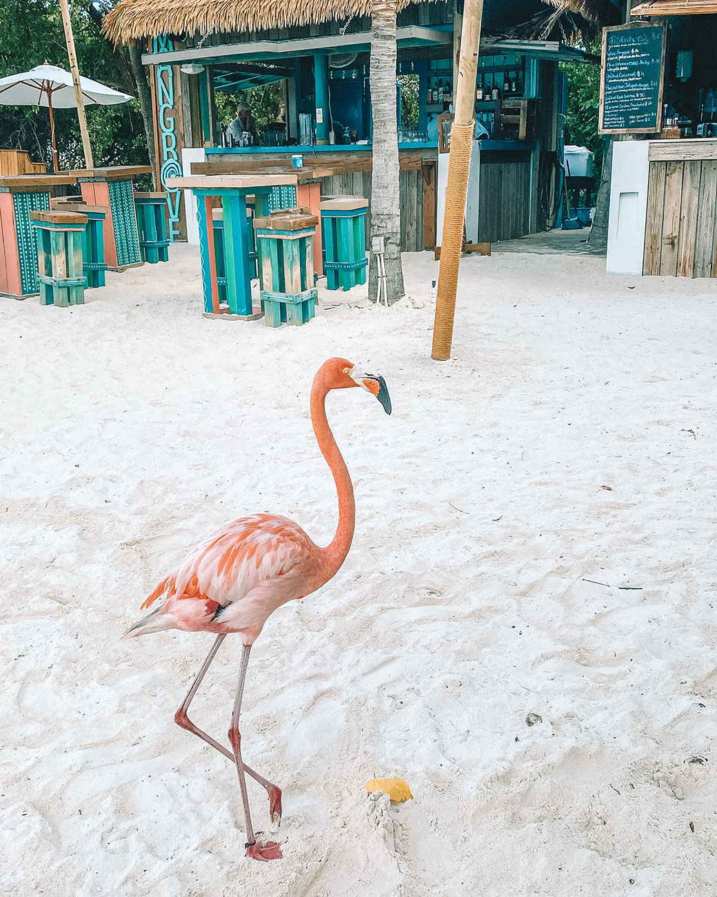 Flamingo Beach Aruba | Renaissance Hotel Aruba | Travel Blogger | Bubbly Moments